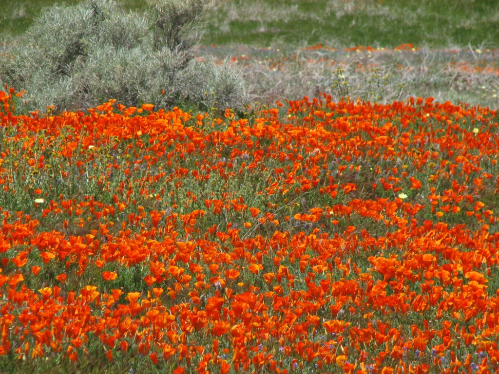 IMG_8493 California Poppies for you, dear mothers